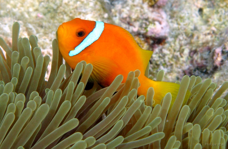 IMG_7776rc_Maldives_Madoogali_Poisson Clown des Maldives - Amphiprion Nigripe.jpg